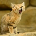 旺财28:打破财富壁垒,实现梦想生活 lkz3yf1