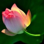 旺财28:让你的梦想成真的财富指南 x4bj8a